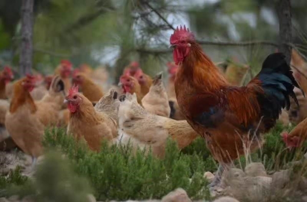 淮南麻黄鸡成功入选国家级畜禽遗传资源保护名录