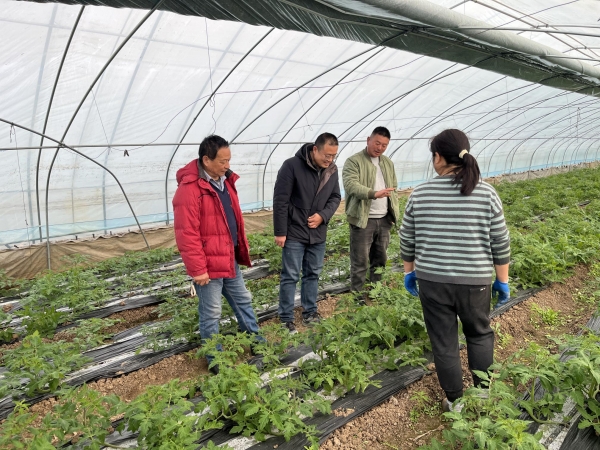 淮南农科院:科技先锋田间“把脉” 助力番茄产业“提品质增效益”1