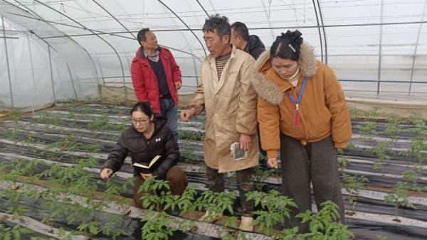 淮南农科院:科技先锋田间“把脉” 助力番茄产业“提品质增效益”2
