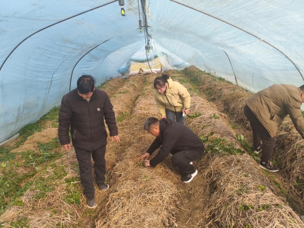 市农科院开展赤松茸、羊肚菌调研指导