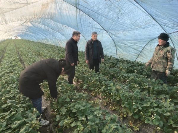 农科院专家指导草莓棚雨雪低温防护工作筑牢低温雨雪天气农业生产防线