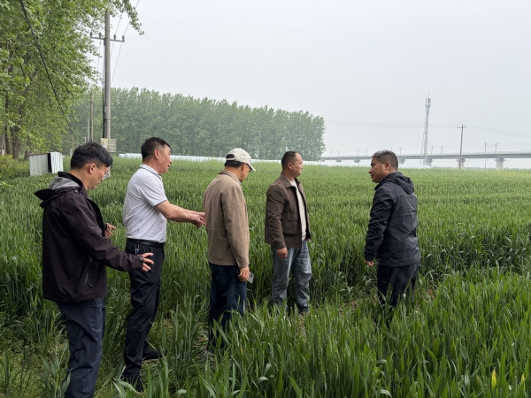 政企研协同发力 赋能乡村振兴——市农科院与国投丰乐赴凤台县刘岗村开展西甜瓜产业考察交流2