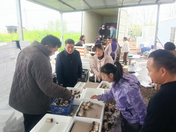 市农科院赴宿州市埇桥区考察学习食用菌种植技术