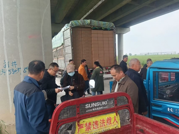 新品种瓜苗落地毛集 科技赋能乡村产业振兴2