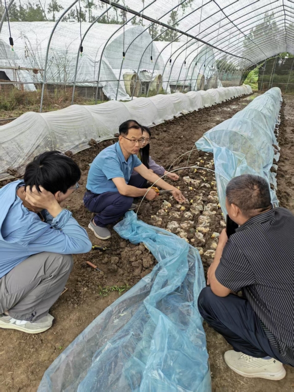 专家赴寿县指导灵芝出菇关键技术