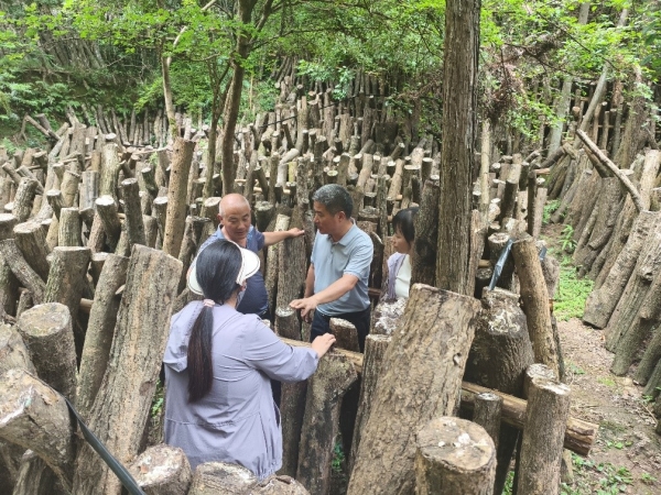 市农科院赴东至考察学习林下特色种植食用菌1